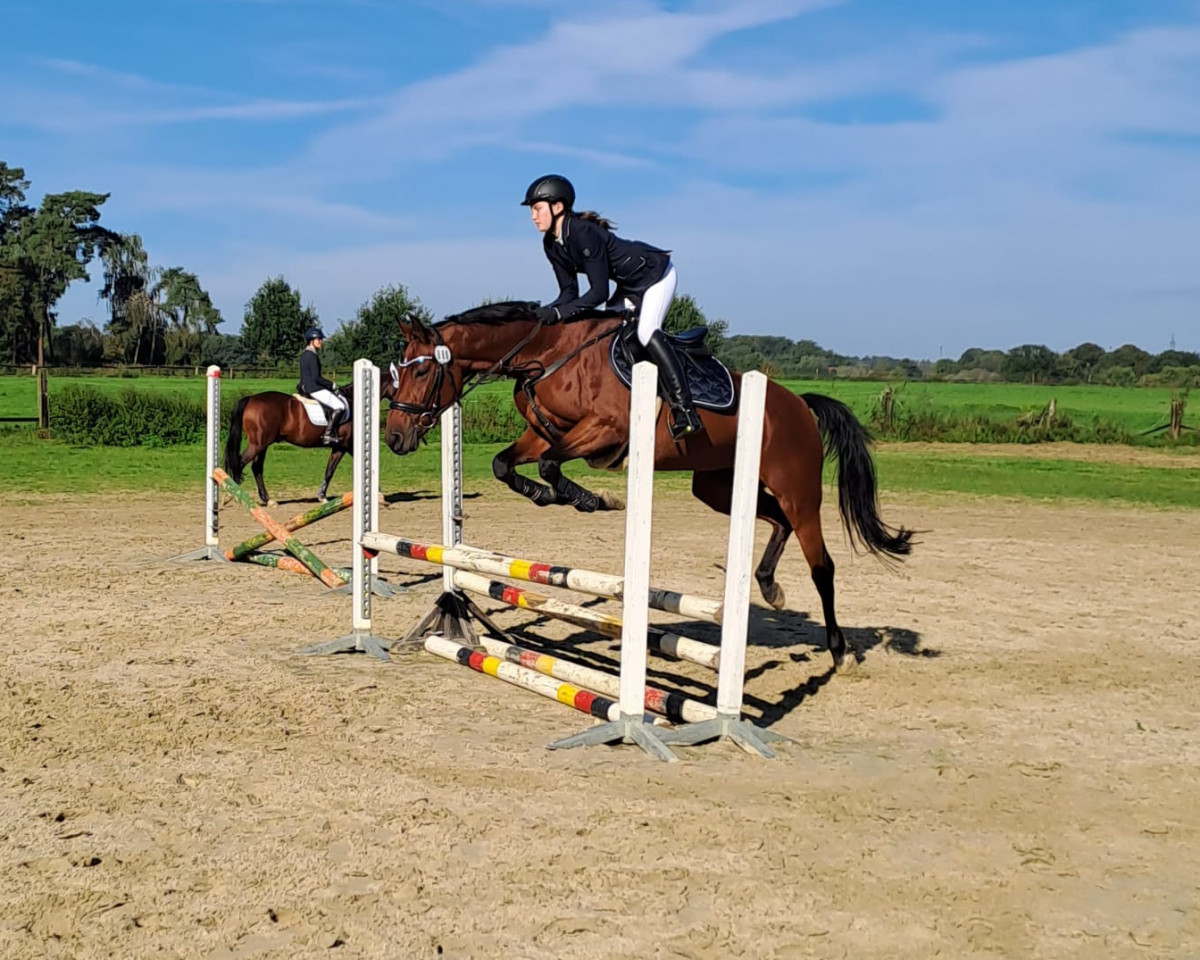 jumper Fiona (Westphalian, 2011, from Flipper d'Elle)