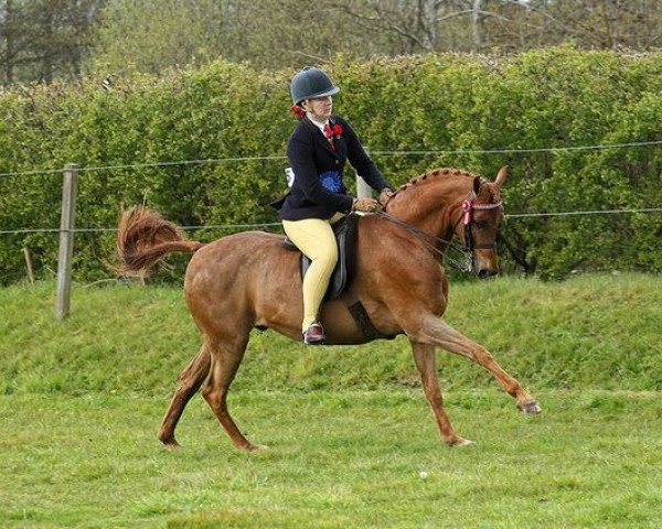 Pferd Abbas Blue Rainbow (British Riding Pony, 2003, von Ardenhall Missoni)