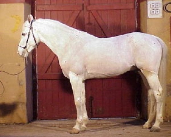 stallion Quito de Bidache ox (Arabian thoroughbred, 1987, from Tarik ox)