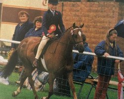 horse Morwyn Bronze Heir (Welsh-Pony (Section B), 1991, from Morwyn Bronze Ensign)