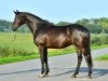 dressage horse Mr. Black 3 (Oldenburg, 2013, from E.H. Millennium)