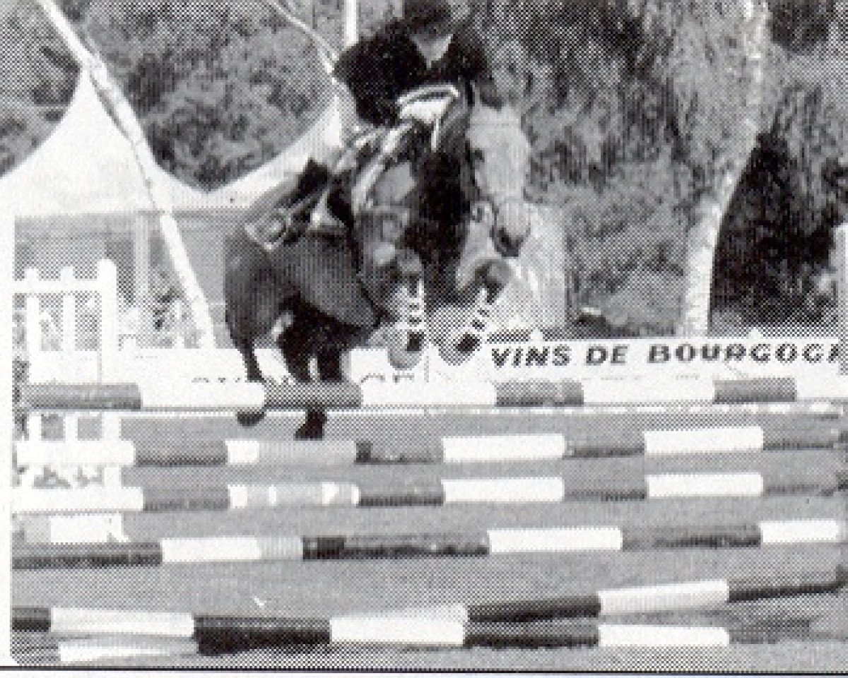stallion Nightingle des Ifs (New Forest Pony, 1979, from Mudeford Spark)