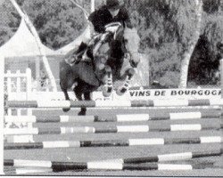 stallion Nightingle des Ifs (New Forest Pony, 1979, from Mudeford Spark)