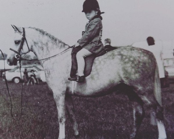 horse Roseisle Lady Killer (Welsh mountain pony (SEK.A), 1973, from Revel Vendetta)