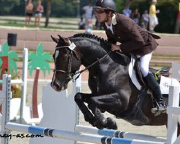 stallion Romeo de Chambord (French Pony, 2005, from Linaro)