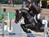 stallion Romeo de Chambord (French Pony, 2005, from Linaro)