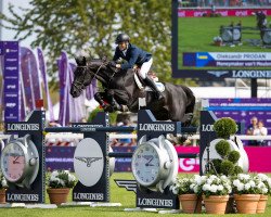 Springpferd Moneymaker van't Meulenhof (Belgisches Warmblut, 2012, von Elvis Ter Putte)