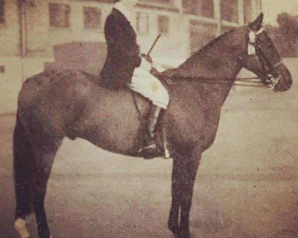 horse Reynali Arabesque (Arab half breed / Partbred, 1947, from Reynalton ox)