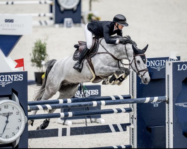 jumper Camargo v/d Holstenhoeve (anglo european sporthorse, 2017, from Chacoon Blue)