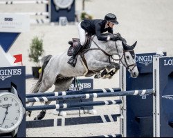 jumper Camargo v/d Holstenhoeve (anglo european sporthorse, 2017, from Chacoon Blue)