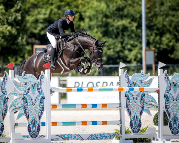 jumper Heartbeat S (KWPN (Royal Dutch Sporthorse), 2012, from Nabab de Rêve)