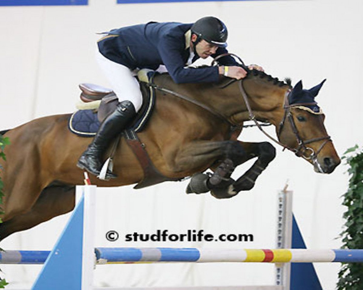 Deckhengst Vulcain du Saint-Homme (Belgium Sporthorse, 2005, von Ogano Sitte)
