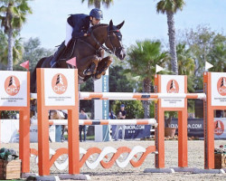 Zuchtstute Katia (KWPN (Niederländisches Warmblut), 2013, von Emerald van 't Ruytershof)