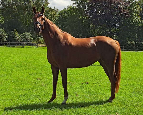 dressage horse Fiona 686 (Hanoverian, 2019, from Floris Prince)