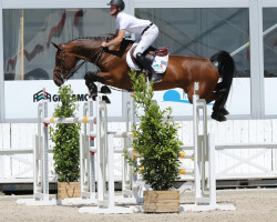 jumper Liarada S (Belgian Warmblood, 2011, from Diarado)