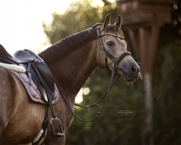 dressage horse Dr. Doolittle G (German Riding Pony, 2016, from Dark Dornik)