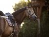 dressage horse Dr. Doolittle G (German Riding Pony, 2016, from Dark Dornik)