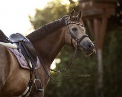 dressage horse Dr. Doolittle G (Deutsches Reitpony, 2016, from Dark Dornik)