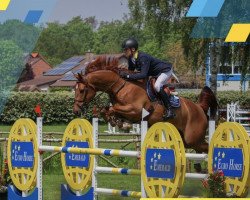 jumper Q-Sander van de Vosberg (Belgian Warmblood, 2016, from Kassander van het Roosakker)