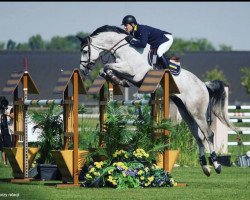 jumper Virtouse (Ukrainisches riding horse, 2008, from One Day)