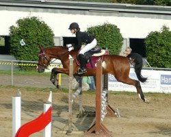 dressage horse Cantolino 6 (German Riding Pony, 2018, from Carpe-Diem 2)