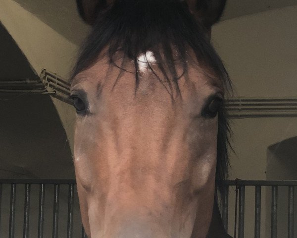 dressage horse Rosalinde S (Westphalian, 2013)