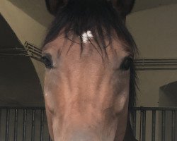 dressage horse Rosalinde MT (Westphalian, 2013, from Roi du Soleil Mt)