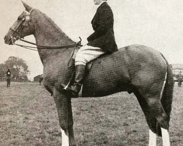 Pferd Qasim (Arabisches Halbblut / Partbred, 1943, von Naseel ox)