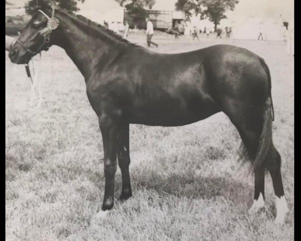 Zuchtstute Oakley Spring Lullaby (British Riding Pony, 1973, von Oakley (C) Bubbling Spring)