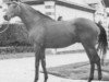 stallion L'Ensorceleur xx (Thoroughbred, 1972, from Le Fabuleux xx)