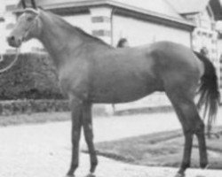 stallion L'Ensorceleur xx (Thoroughbred, 1972, from Le Fabuleux xx)