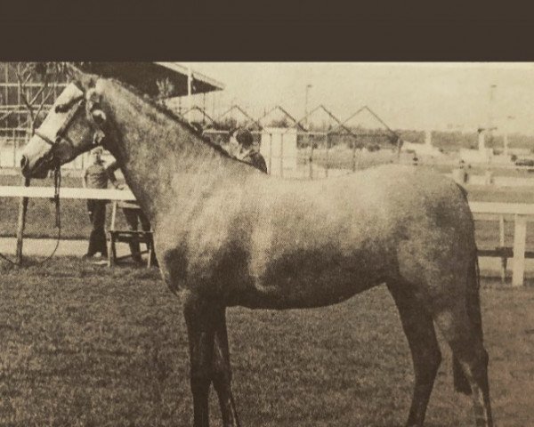 horse Rotherwood Trousseau (British Riding Pony, 1978, from Twylands Troubadour)