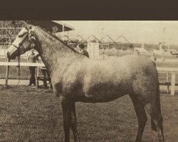 Pferd Rotherwood Trousseau (British Riding Pony, 1978, von Twylands Troubadour)