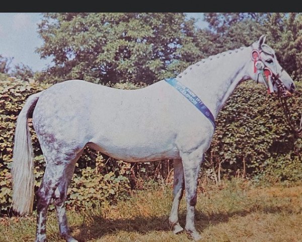 Pferd Nassella (Arabisches Halbblut / Partbred, 1966, von Nasson)