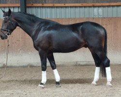 dressage horse Bubi J (Hanoverian, 2017, from Buckingham)