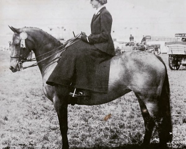 broodmare Chirk Cattleya (Welsh Partbred, 1971, from Chirk Caradoc)