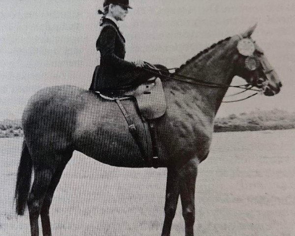 Zuchtstute Creden Elizabeth Arden (British Riding Pony, 1973, von Creden Valhalla)
