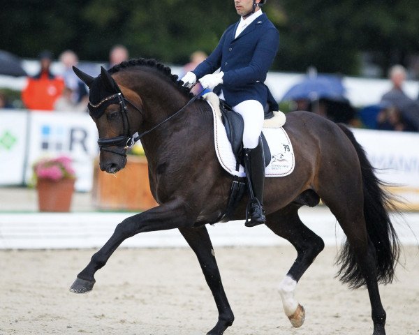 stallion Escamillo (Rhinelander, 2015, from Escolar)