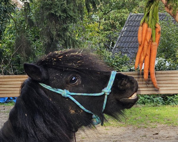 Pferd Remie v.d vier hoeven (Shetland Pony, 2022, von Fireball van Gelre)