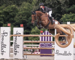 jumper Merida (Oldenburg show jumper, 2013, from Albfuehren's Memphis)