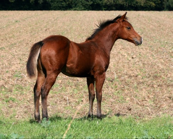 Pferd Hollywood (Quarter Horse, 2023)