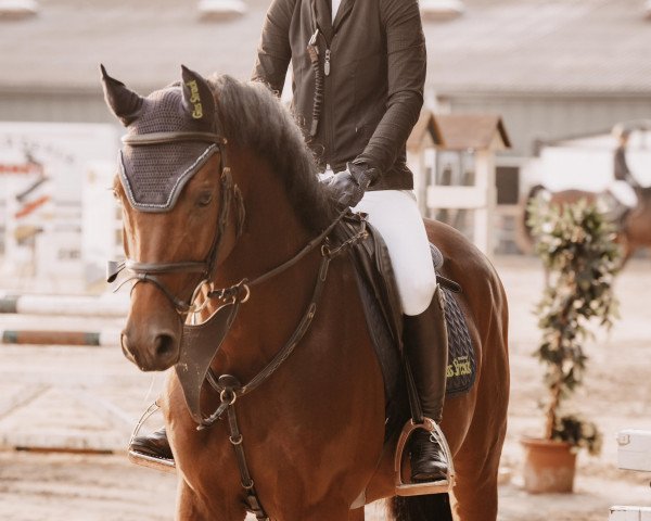 jumper GSI Unicum Z (Zangersheide riding horse, 2019, from Uricas van de Kattevennen)