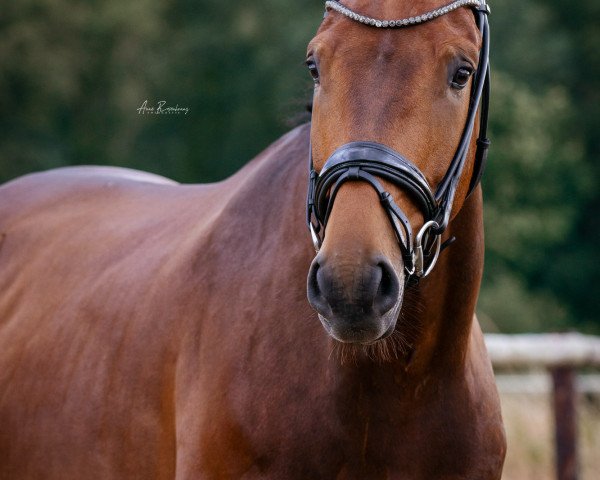 dressage horse Netherlands Fritz FT (KWPN (Royal Dutch Sporthorse), 2018, from Franklin)