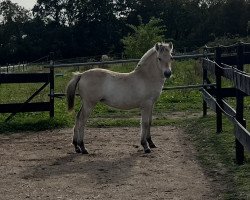 horse Trollgardens Vaiana (Fjord Horse, 2023, from Vik van den Bosdries)