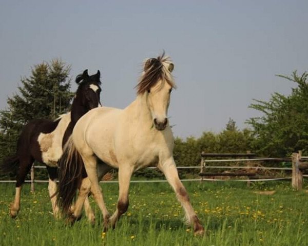 horse Floki (Fjord Horse, 2016, from Finfin N.2601)