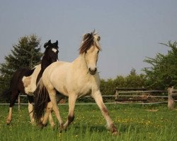 horse Floki (Fjord Horse, 2016, from Finfin N.2601)