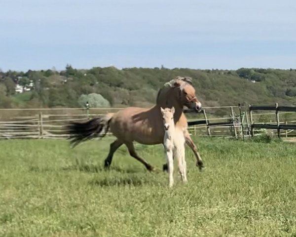 broodmare Veleni (Fjord Horse, 2009, from Vasco)