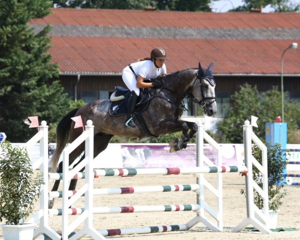 Springpferd Casanova de Chaman (Holsteiner, 2017, von Chaman)