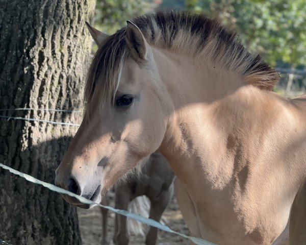 Pferd Juna (Fjordpferd, 2021, von Hisco)