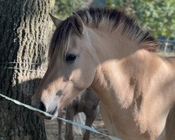 horse Juna (Fjord Horse, 2021, from Hisco)